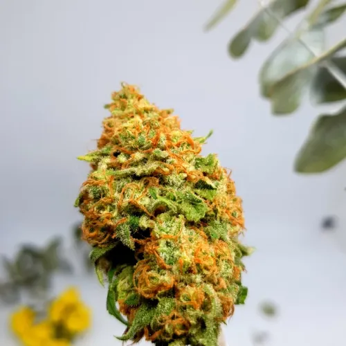High THC flower
